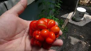 Afbeeldingsresultaat voor voyage tomato