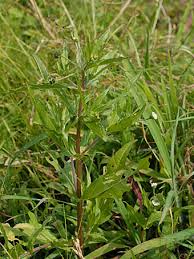 「タカスギ・サブロウタ」の画像検索結果
