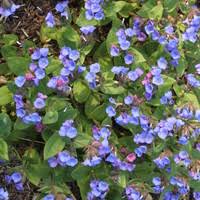 Attēlu rezultāti vaicājumam “Pulmonaria angustifolia”