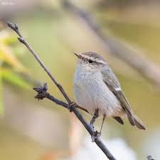 Image result for Phylloscopus humei