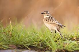 Attēlu rezultāti vaicājumam “Saxicola rubetra adult”