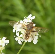 Attēlu rezultāti vaicājumam “Entomophthora”