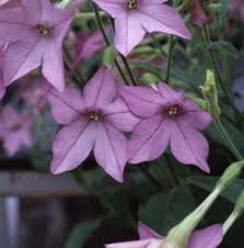 Image result for Nicotiana x sanderae `Perfume`F1