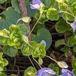 Attēlu rezultāti vaicājumam “Veronica filiformis bud”