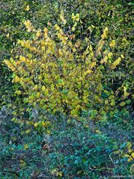 Attēlu rezultāti vaicājumam “Corylus avellana male flower”