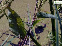 Attēlu rezultāti vaicājumam “Rumex aquaticus fruit”