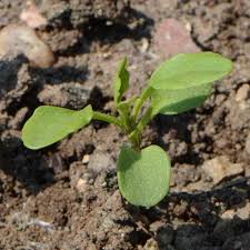 Image result for Iberis umbellata