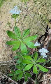 Attēlu rezultāti vaicājumam “Galium elongatum leaf”