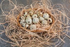Attēlu rezultāti vaicājumam “Turdus merula eggs”