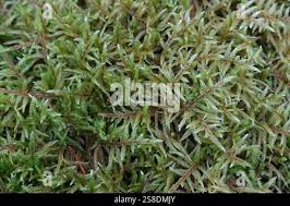 Attēlu rezultāti vaicājumam “Pleurozium schreberi sporophyte”