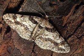 Attēlu rezultāti vaicājumam “Cleora cinctaria”