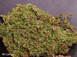 Attēlu rezultāti vaicājumam “Hypnum cupressiforme sporophyte”