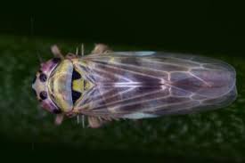 Attēlu rezultāti vaicājumam “Macrosteles sp. imago”