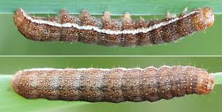 Attēlu rezultāti vaicājumam “Agrochola helvola”