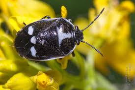 Attēlu rezultāti vaicājumam “Eurydema oleracea”