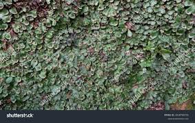 Attēlu rezultāti vaicājumam “Pellia”