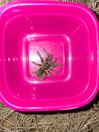 Image result for pheega