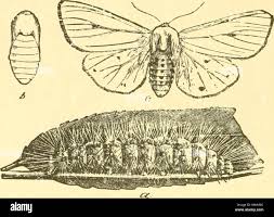 Attēlu rezultāti vaicājumam “Spilosoma sp.”