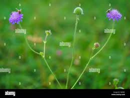 Image result for Knautia dipsacifolia