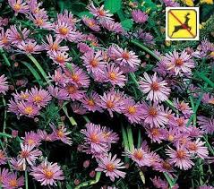 Image result for Aster novi-belgii