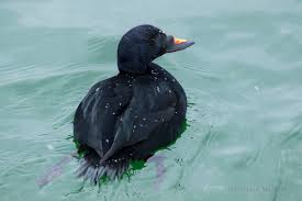 Attēlu rezultāti vaicājumam “Melanitta nigra”