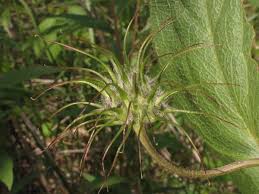 Attēlu rezultāti vaicājumam “Clematis fruit”