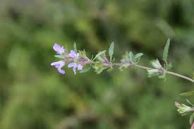 Image result for Dracocephalum moldavicum