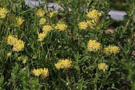 Image result for Anthyllis vulneraria