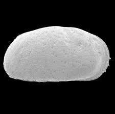 Attēlu rezultāti vaicājumam “Ancylus fluviatilis”