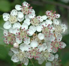 Attēlu rezultāti vaicājumam “Aronia melanocarpa flower”