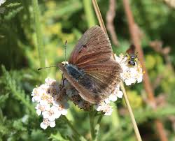 Attēlu rezultāti vaicājumam “Lycaena hippothoe male”