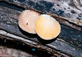 Attēlu rezultāti vaicājumam “Diachea leucopodia young”