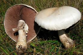 Attēlu rezultāti vaicājumam “Agaricus”