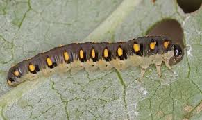 Attēlu rezultāti vaicājumam “Tenthredo mandibularis”