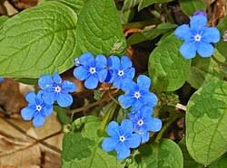 Attēlu rezultāti vaicājumam “Omphalodes verna leaf”