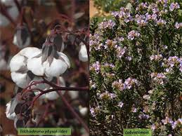 Attēlu rezultāti vaicājumam “Boraginaceae”