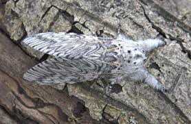 Attēlu rezultāti vaicājumam “Cerura vinula”