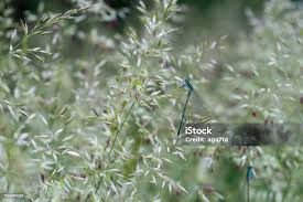 Attēlu rezultāti vaicājumam “Agrostis capillaris”