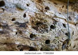 Attēlu rezultāti vaicājumam “Agathomyia wankowiczii”