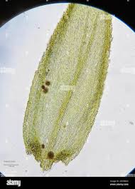 Attēlu rezultāti vaicājumam “Thamnobryum alopecurum”