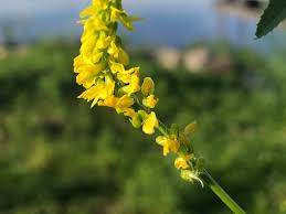 Attēlu rezultāti vaicājumam “Melilotus wolgicus flower”