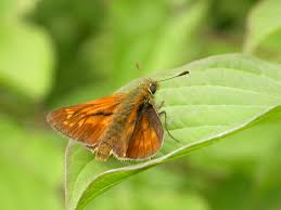 Attēlu rezultāti vaicājumam “Ochlodes sylvanus underside”
