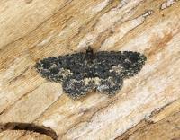 Attēlu rezultāti vaicājumam “Parascotia fuliginaria”