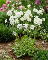 Attēlu rezultāti vaicājumam “Saxifraga granulata leaf”