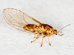 Attēlu rezultāti vaicājumam “Trioza dispar”