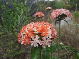 Image result for Lychnis chalcedonica `Dusky Salmon`