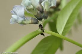 Attēlu rezultāti vaicājumam “Vicia sepium fruit”
