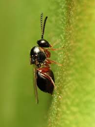 Attēlu rezultāti vaicājumam “Cynipidae”