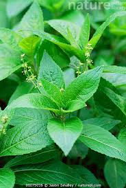 Attēlu rezultāti vaicājumam “Mercurialis perennis leaf”