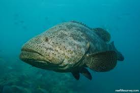 Image result for Epinephelus itajara